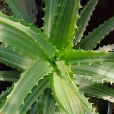 Aloe arborescens variegata JAA (small quantity)   ÉPUISÉ - OUT of STOCK - AGOTADO